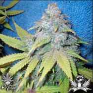 CannaVenture Seeds Star Berry Indica